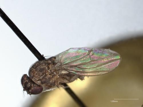Drosophila sp.